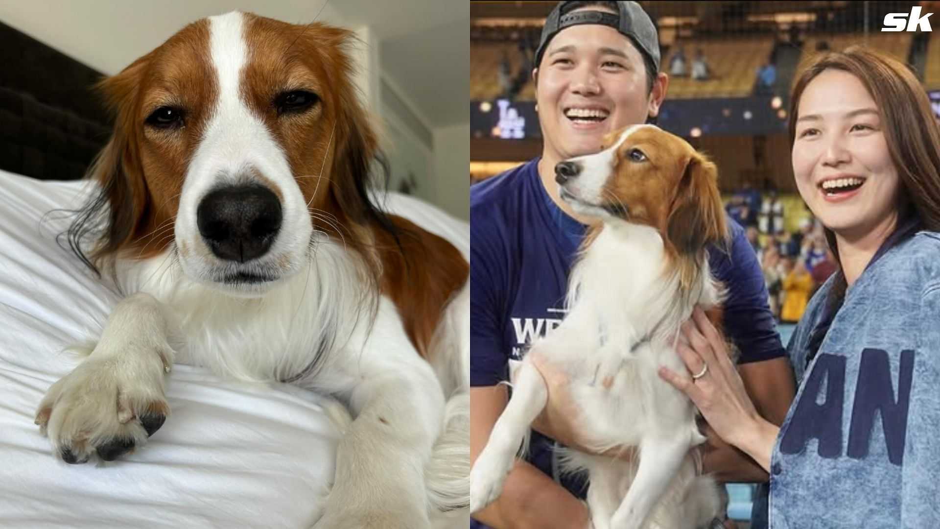 In Photos: Shohei Ohtani melts hearts with sweet snap of pup Decoy cuddling plush dog-Picture1