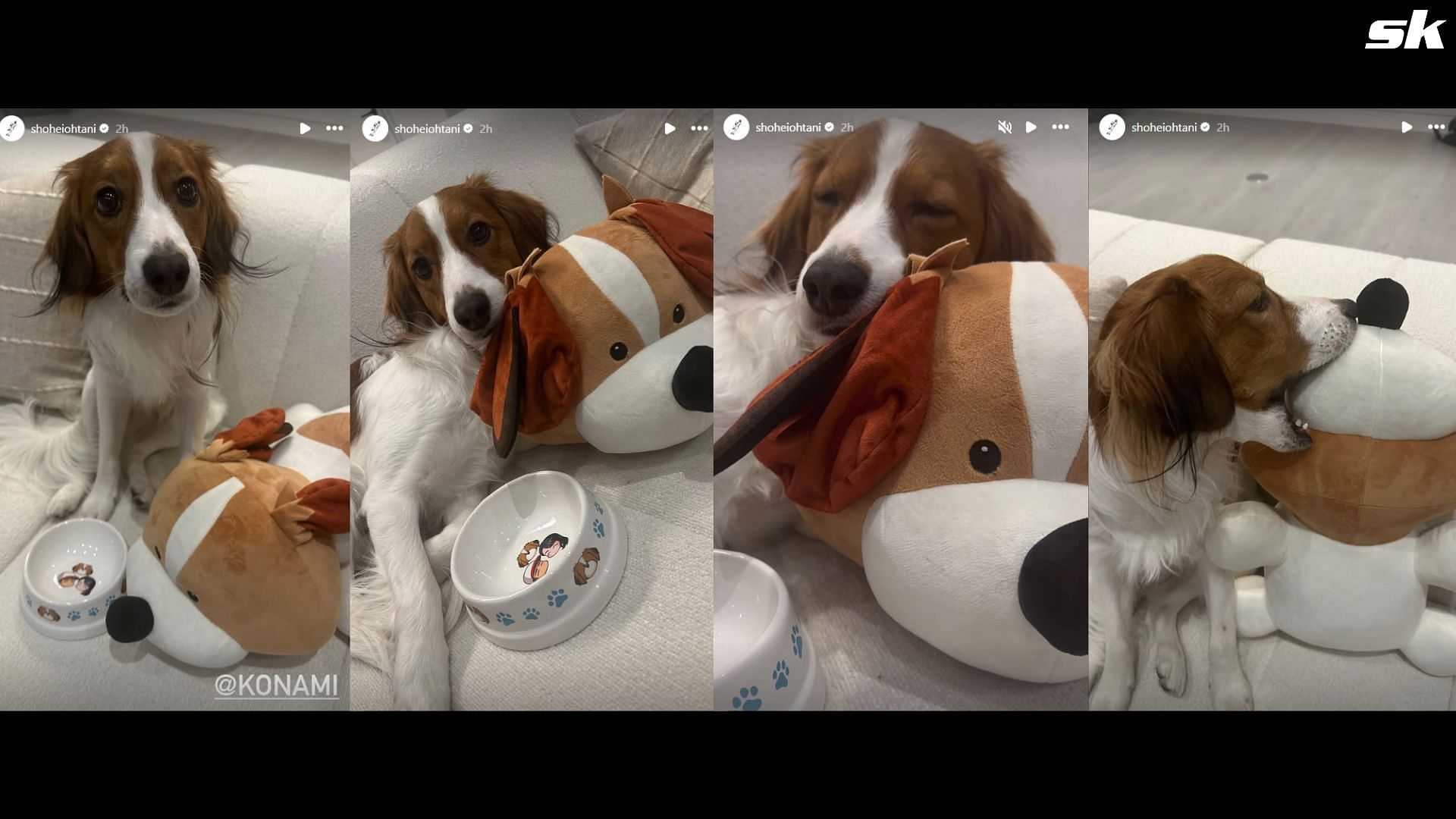 In Photos: Shohei Ohtani melts hearts with sweet snap of pup Decoy cuddling plush dog-Picture2